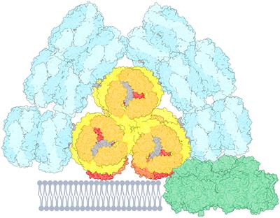 Energy transfer from phycobilisomes to photosystem I at room temperature